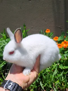 Purebred Netherland Dwarf Rabbit Buck