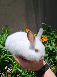 Purebred Netherland Dwarf Rabbit Buck