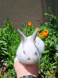 Purebred Netherland Dwarf Rabbit Buck