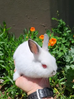 Purebred Netherland Dwarf Rabbit Buck