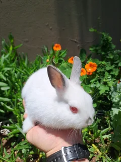 Purebred Netherland Dwarf Rabbit Buck