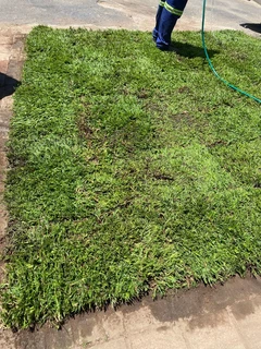 Selling evergreen grass
