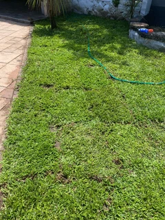 Selling evergreen grass