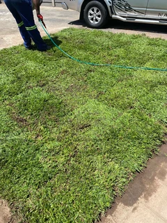 Selling evergreen grass