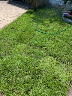 Selling evergreen grass