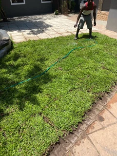 Selling evergreen grass