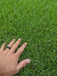 Selling evergreen grass