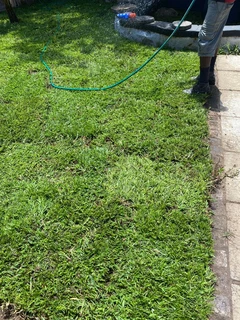 Selling evergreen grass