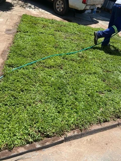 Selling evergreen grass