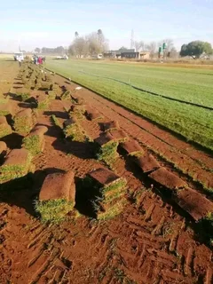 BUZI INSTANT LAWN AND LANDSCAPING COMPANY