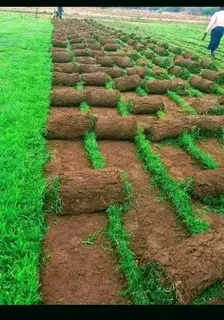 BUZI INSTANT LAWN AND LANDSCAPING COMPANY