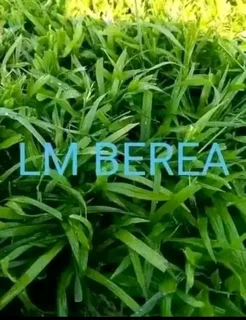 BUZI INSTANT LAWN AND LANDSCAPING COMPANY