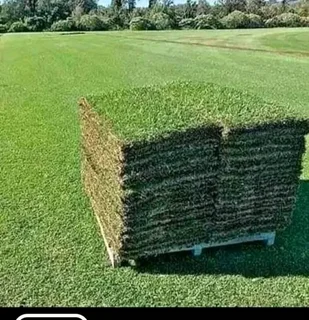 BUZI INSTANT LAWN AND LANDSCAPING COMPANY