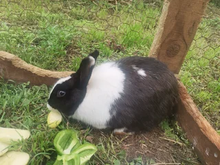 Rabbit Needing a Loving Home