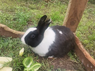 Rabbit Needing a Loving Home