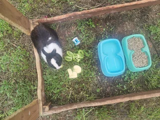 Rabbit Needing a Loving Home