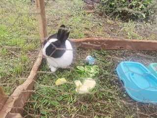 Rabbit Needing a Loving Home