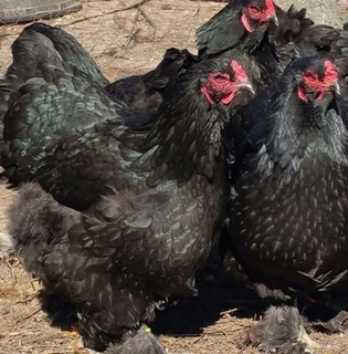 Black Chicken For Sale