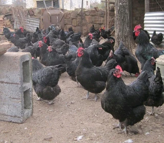 BLACK CHICKEN FOR SALE