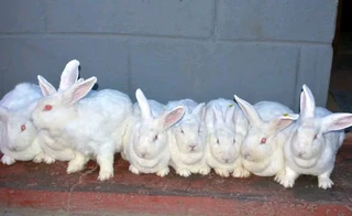 Newzealand White Weaners For Sale