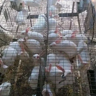 Meat Rabbits For Sale