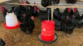 Black Australorps Fertile Eggs / Potch Koekoeks Chicks / Meat Rabbits /freerange Mixed Breeds Chicks