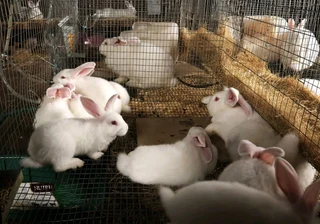 Newzealand White Breeding Stock For Sale