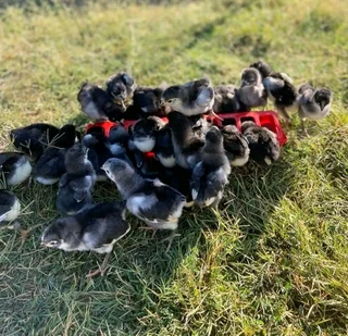 Black Australorps Chicks For Sale