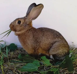 SA Phendula For Sale