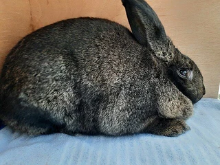 SA Phendula For Sale