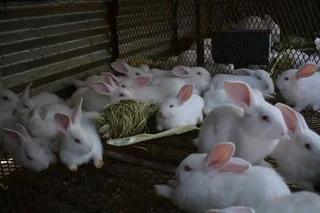 Newzealand White Breeding Stock Available