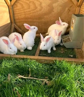 Rabbits For Sale