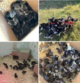 Black Australorps Chicks For Sale