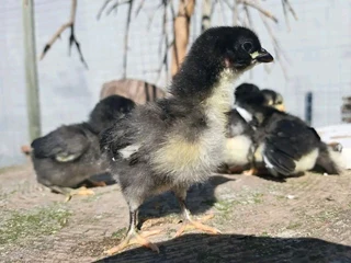 BLACK AUSTRALORPS CHICKS FOR SALE