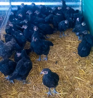 BLACK AUSTRALORPS CHICKS FOR SALE