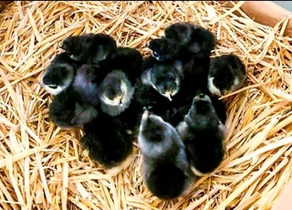 BLACK AUSTRALORPS CHICKS FOR SALE
