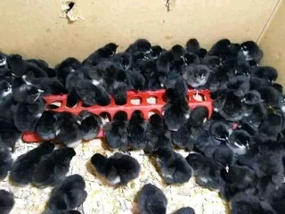 BLACK AUSTRALORPS CHICKS FOR SALE