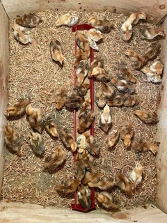 RHODE ISLAND RED: HIGH QUALITY LAYER CHICKS