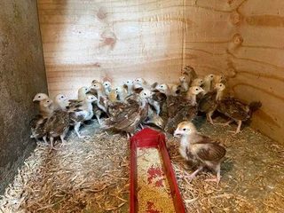 RHODE ISLAND RED: HIGH QUALITY LAYER CHICKS