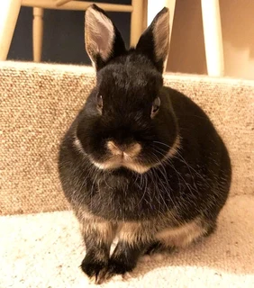 Cute Bunnies For Sale