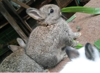 Cute Bunnies For Sale