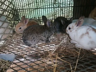 Cute Bunnies For Sale