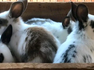 Cute Bunnies For Sale