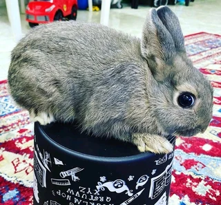 Cute Bunnies For Sale