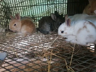 Cute Bunnies For Sale