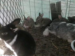Cute Bunnies For Sale