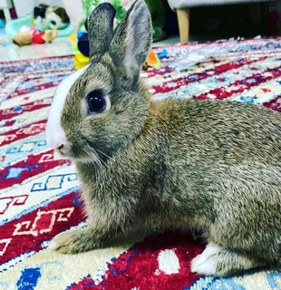 Cute Bunnies For Sale