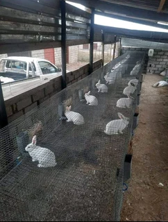 Newzealand White Breeding Stock For Sale