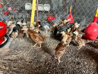 RHODE ISLAND RED CHICKS FOR SALE