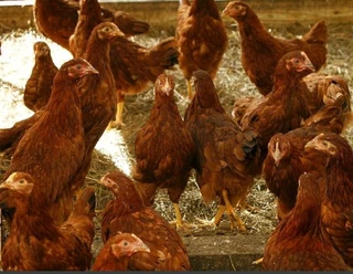 RHODE ISLAND RED CHICKS FOR SALE